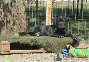 Photo №1. cane corso - à vendre en ville de Москва | négocié | Annonce №23881