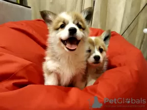 Photo №1. welsh corgi - à vendre en ville de Grodno | 662€ | Annonce №18070