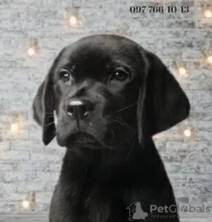 Photo №1. labrador retriever - à vendre en ville de Dnipro | 251€ | Annonce №85479