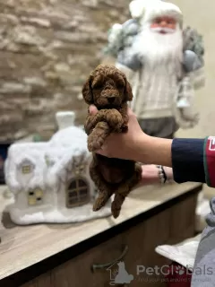 Photos supplémentaires: Chiots caniche toy rouge