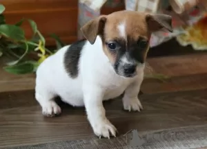 Photo №1. jack russell terrier - à vendre en ville de Jindrichuv Hradec | négocié | Annonce №96503