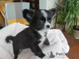 Photo №1. chihuahua - à vendre en ville de Kiev | 333€ | Annonce №9531