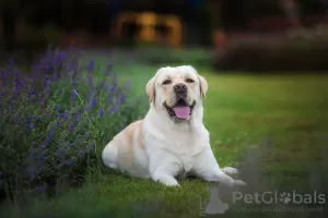 Photo №3. Un mâle labrador retriever est proposé pour la reproduction. en Fédération de Russie. Annonce № 9278