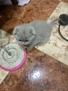 Photos supplémentaires: Le meilleur cadeau pour un enfant, ce sont les chatons !