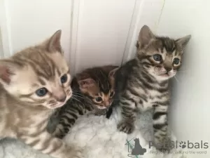 Photo №3. 2 chatons Bengal testés pour adoption maintenant. Allemagne