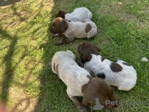 Photos supplémentaires: Chiots Drathaar