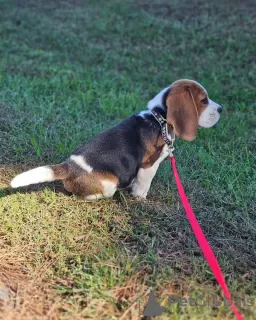 Photos supplémentaires: chiots beagle regardant