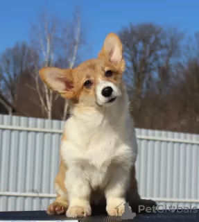 Photos supplémentaires: gallois corgi pembroke