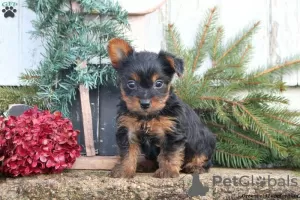 Photo №1. yorkshire terrier - à vendre en ville de Oberhausen | 610€ | Annonce №63831