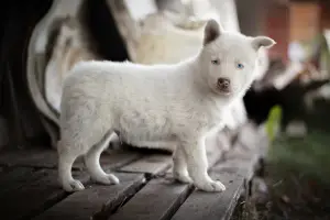 Photos supplémentaires: Un chiot du husky Yakut attend les pères et les mères les plus attentionnés. Le