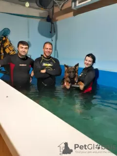 Photos supplémentaires: Piscine pour chiens