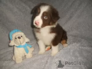 Photos supplémentaires: Chiots berger australien