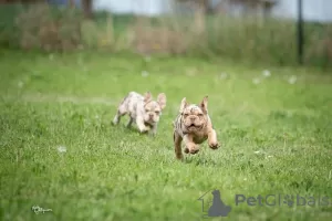 Photos supplémentaires: Bulldog français