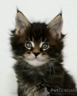 Photo №1. maine coon - à vendre en ville de Kazan | négocié | Annonce № 6311