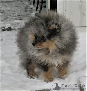 Photo №3. Beau garçon spitz. Fédération de Russie