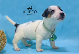 Photo №2 de l'annonce № 3839 de la vente jack russell terrier - acheter à Biélorussie de la fourrière