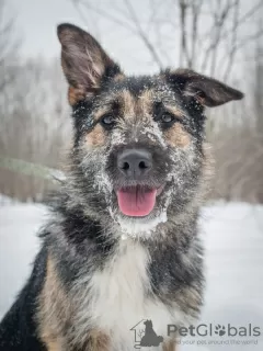 Photo №1. chien bâtard - à vendre en ville de Москва | Gratuit | Annonce №97008