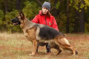 Photos supplémentaires: Réservé sur les chiots d'un très beau couple.