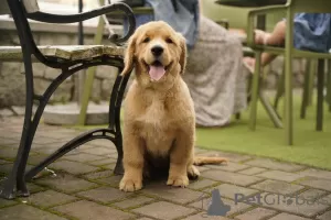 Photos supplémentaires: Filles Golden Retriever