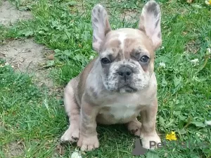 Photo №1. bouledogue - à vendre en ville de Minsk | négocié | Annonce №105718