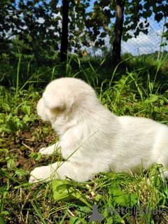 Photo №4. Je vais vendre laïka de sibérie occidentale, labrador retriever en ville de Мукачево. annonce privée - prix - Gratuit