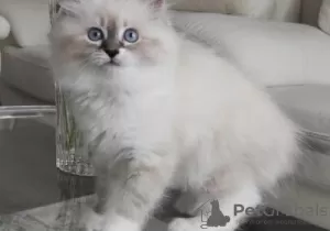 Photo №1. ragdoll - à vendre en ville de Ranst | Gratuit | Annonce № 128750