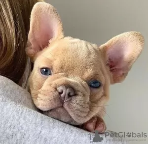 Photos supplémentaires: chiots bouledogue français