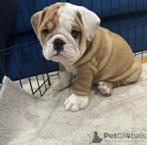 Photo №1. bulldog anglais - à vendre en ville de Seydisfjordur | négocié | Annonce №116761