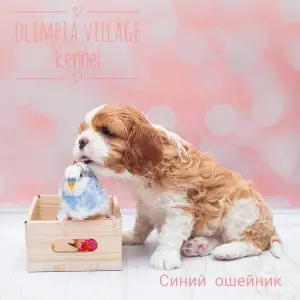 Photos supplémentaires: Kennel RKF “Olimpia Village” (Moscou) propose des chiots au pedigree élevé