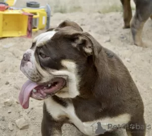 Photo №4. Je vais vendre bulldog anglais en ville de Minsk. éleveur - prix - négocié