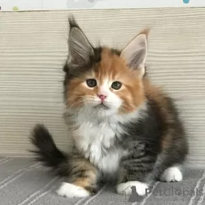 Photo №1. maine coon - à vendre en ville de Хасселт | Gratuit | Annonce № 129042