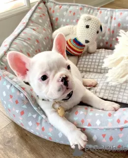 Photo №1. bouledogue - à vendre en ville de Heidelberg | 414€ | Annonce №128699