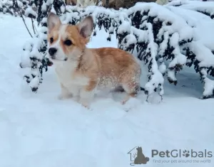 Photo №1. welsh corgi - à vendre en ville de Kiev | 579€ | Annonce №9092