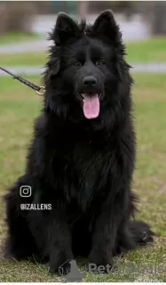 Photos supplémentaires: Berger Allemand poil long mâle de 4,5 mois