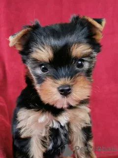 Photo №1. yorkshire terrier - à vendre en ville de Šeduva | Gratuit | Annonce №75520