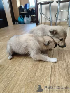 Photos supplémentaires: Des chiots entre des mains responsables