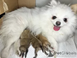 Photos supplémentaires: Chiots Spitz de Poméranie.