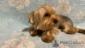 Photo №1. yorkshire terrier - à vendre en ville de Munich | 400€ | Annonce №105359