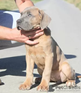 Photo №4. Je vais vendre cane corso en ville de Vršac.  - prix - négocié