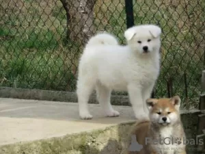 Photos supplémentaires: Akita japonais, chiots