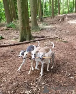 Photos supplémentaires: Beaux chiots whippet enregistrés au KC