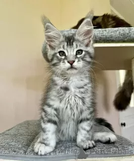 Photo №1. maine coon - à vendre en ville de Berlin | négocié | Annonce № 100384