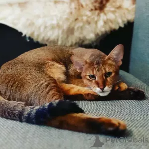 Photos supplémentaires: Chausie chatons f2