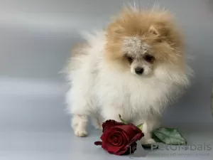 Photos supplémentaires: Chiots Spitz de Poméranie.