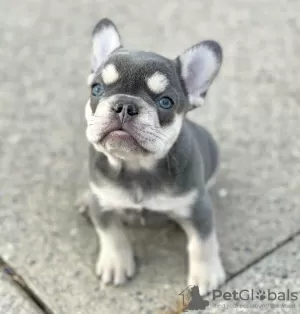 Photo №4. Je vais vendre bouledogue en ville de Sofia. annonce privée - prix - 350€