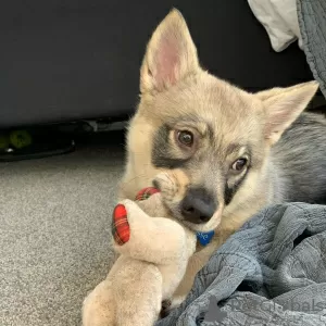 Photo №1. vallhund suédois - à vendre en ville de Bucharest | Gratuit | Annonce №109543