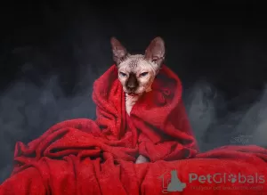 Photo №1. sphynx - à vendre en ville de Veliky Novgorod | négocié | Annonce № 31342