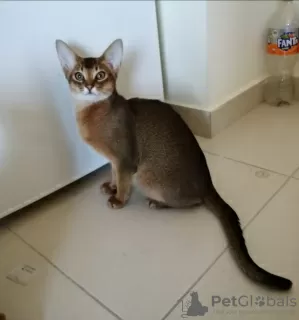 Photos supplémentaires: Chaton abyssin très affectueux, chatons abyssins