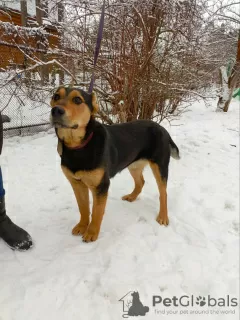 Photo №3. Un chien affectueux, victime d'écorcheurs, cherche de toute urgence un foyer !. Fédération de Russie