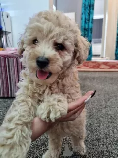 Photo №3. Magnifiques chiots Maltipoo.. USA